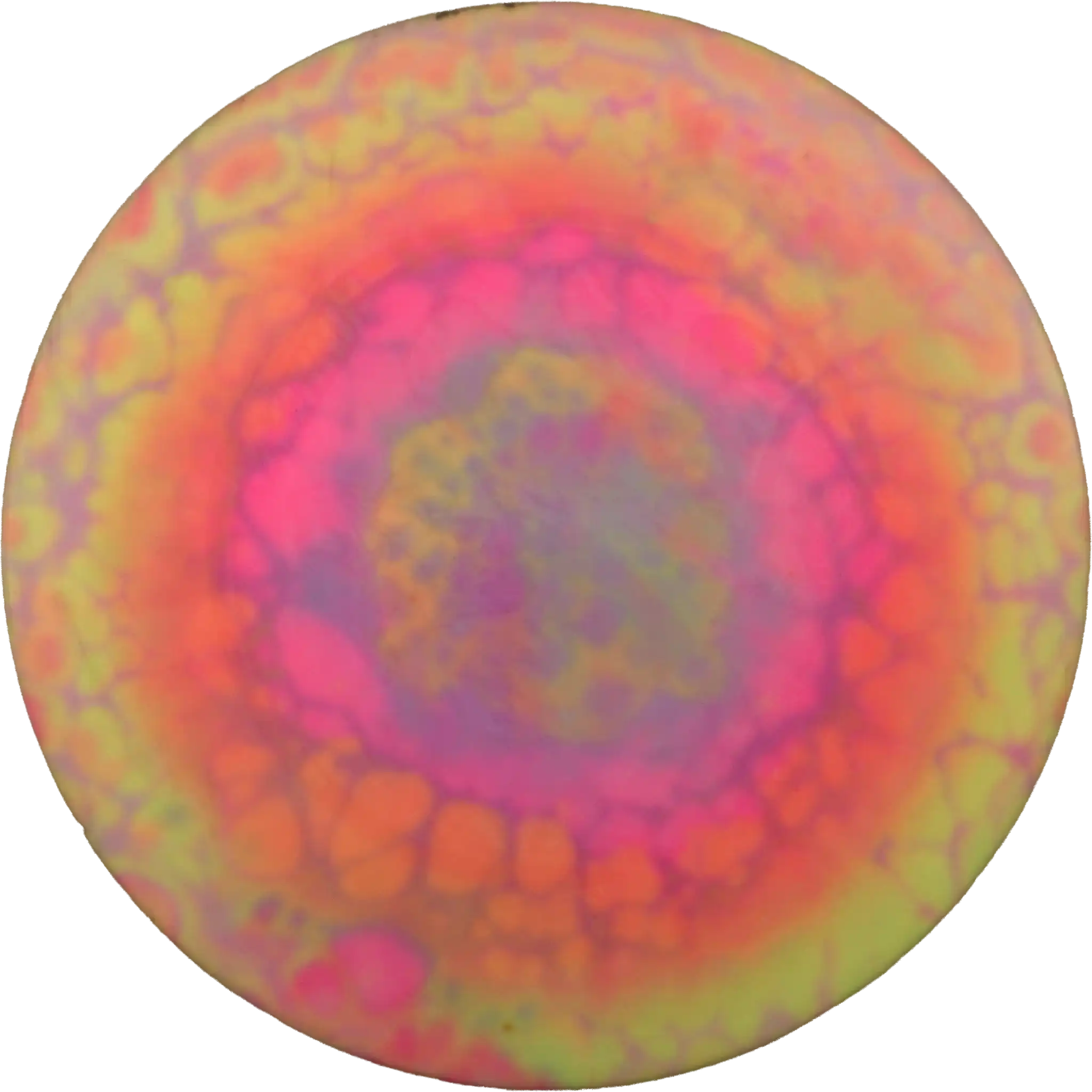 Glow Star Eagle - Gregg Barsby Tour Series - Dyed
