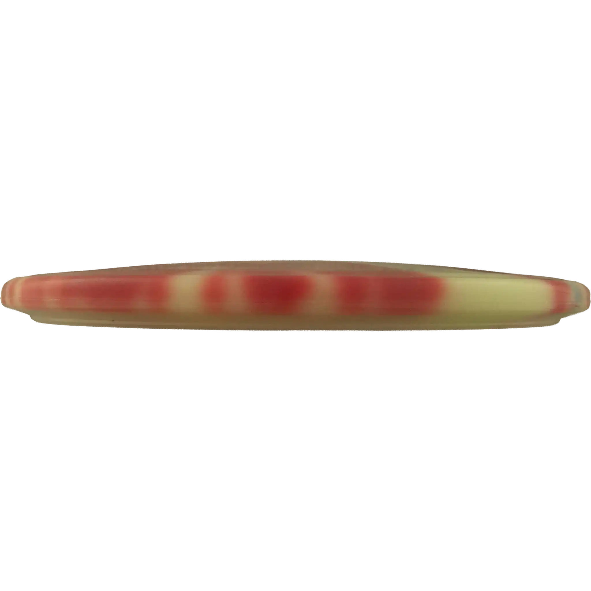 Glow Champion Gator - USDGC - CFR Dyed